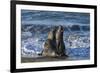 Manatee, Beach-null-Framed Photographic Print