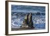 Manatee, Beach-null-Framed Photographic Print