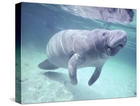 Manatee, Crystal River NW Refuge, FL-Frank Staub-Stretched Canvas