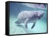 Manatee, Crystal River NW Refuge, FL-Frank Staub-Framed Stretched Canvas