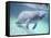 Manatee, Crystal River NW Refuge, FL-Frank Staub-Framed Stretched Canvas