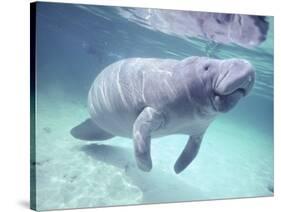 Manatee, Crystal River NW Refuge, FL-Frank Staub-Stretched Canvas