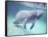 Manatee, Crystal River NW Refuge, FL-Frank Staub-Framed Stretched Canvas