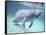 Manatee, Crystal River NW Refuge, FL-Frank Staub-Framed Stretched Canvas