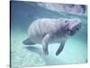 Manatee, Crystal River NW Refuge, FL-Frank Staub-Stretched Canvas