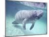 Manatee, Crystal River NW Refuge, FL-Frank Staub-Mounted Premium Photographic Print