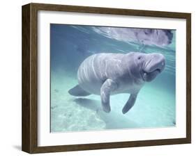 Manatee, Crystal River NW Refuge, FL-Frank Staub-Framed Photographic Print