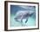 Manatee, Crystal River NW Refuge, FL-Frank Staub-Framed Photographic Print