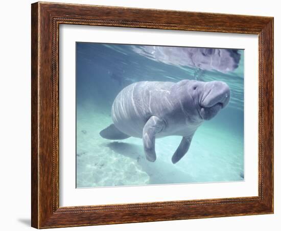 Manatee, Crystal River NW Refuge, FL-Frank Staub-Framed Photographic Print