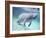 Manatee, Crystal River NW Refuge, FL-Frank Staub-Framed Photographic Print