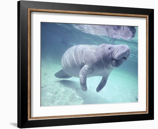 Manatee, Crystal River NW Refuge, FL-Frank Staub-Framed Photographic Print