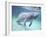 Manatee, Crystal River NW Refuge, FL-Frank Staub-Framed Photographic Print