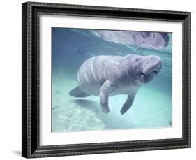 Manatee, Crystal River NW Refuge, FL-Frank Staub-Framed Photographic Print