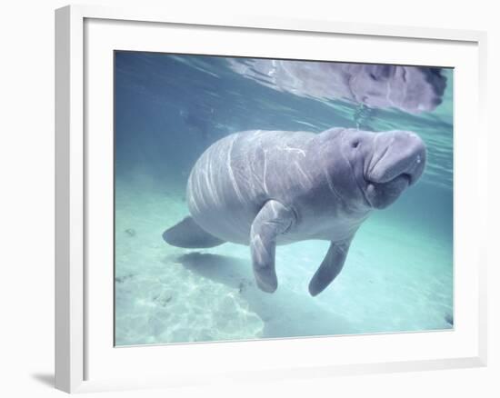 Manatee, Crystal River NW Refuge, FL-Frank Staub-Framed Photographic Print