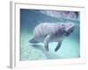 Manatee, Crystal River NW Refuge, FL-Frank Staub-Framed Photographic Print