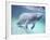 Manatee, Crystal River NW Refuge, FL-Frank Staub-Framed Photographic Print