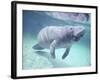 Manatee, Crystal River NW Refuge, FL-Frank Staub-Framed Photographic Print