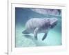 Manatee, Crystal River NW Refuge, FL-Frank Staub-Framed Photographic Print