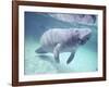 Manatee, Crystal River NW Refuge, FL-Frank Staub-Framed Photographic Print