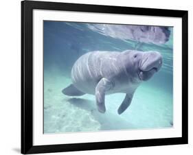 Manatee, Crystal River NW Refuge, FL-Frank Staub-Framed Photographic Print