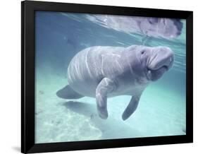 Manatee, Crystal River NW Refuge, FL-Frank Staub-Framed Photographic Print