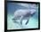 Manatee, Crystal River NW Refuge, FL-Frank Staub-Framed Photographic Print