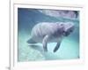 Manatee, Crystal River NW Refuge, FL-Frank Staub-Framed Photographic Print