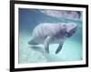 Manatee, Crystal River NW Refuge, FL-Frank Staub-Framed Photographic Print