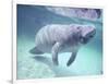 Manatee, Crystal River NW Refuge, FL-Frank Staub-Framed Photographic Print