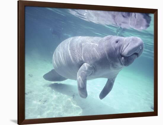 Manatee, Crystal River NW Refuge, FL-Frank Staub-Framed Photographic Print