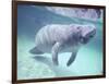 Manatee, Crystal River NW Refuge, FL-Frank Staub-Framed Photographic Print