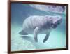 Manatee, Crystal River NW Refuge, FL-Frank Staub-Framed Photographic Print