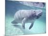 Manatee, Crystal River NW Refuge, FL-Frank Staub-Mounted Photographic Print