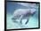 Manatee, Crystal River NW Refuge, FL-Frank Staub-Framed Photographic Print