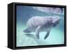 Manatee, Crystal River NW Refuge, FL-Frank Staub-Framed Stretched Canvas