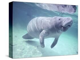 Manatee, Crystal River NW Refuge, FL-Frank Staub-Stretched Canvas