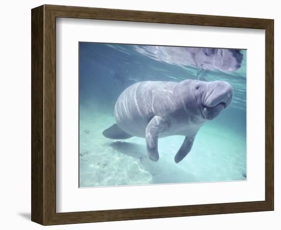 Manatee, Crystal River NW Refuge, FL-Frank Staub-Framed Photographic Print