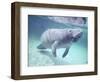 Manatee, Crystal River NW Refuge, FL-Frank Staub-Framed Photographic Print