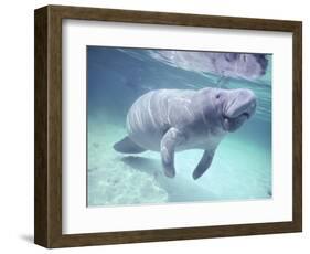 Manatee, Crystal River NW Refuge, FL-Frank Staub-Framed Photographic Print