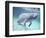 Manatee, Crystal River NW Refuge, FL-Frank Staub-Framed Photographic Print