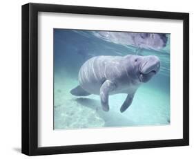 Manatee, Crystal River NW Refuge, FL-Frank Staub-Framed Photographic Print