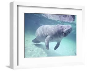 Manatee, Crystal River NW Refuge, FL-Frank Staub-Framed Photographic Print