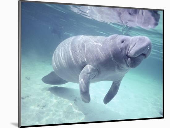 Manatee, Crystal River NW Refuge, FL-Frank Staub-Mounted Photographic Print