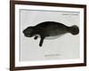 Manatee from Rio Orinoco and Amazonian Manatee (Trichechus Inunguis)-null-Framed Giclee Print