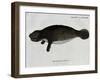 Manatee from Rio Orinoco and Amazonian Manatee (Trichechus Inunguis)-null-Framed Giclee Print