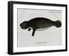 Manatee from Rio Orinoco and Amazonian Manatee (Trichechus Inunguis)-null-Framed Giclee Print