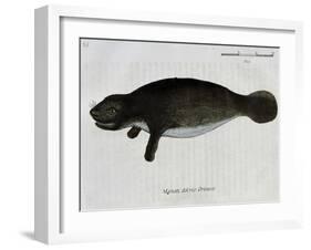 Manatee from Rio Orinoco and Amazonian Manatee (Trichechus Inunguis)-null-Framed Giclee Print