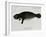 Manatee from Rio Orinoco and Amazonian Manatee (Trichechus Inunguis)-null-Framed Giclee Print