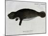 Manatee from Rio Orinoco and Amazonian Manatee (Trichechus Inunguis)-null-Mounted Giclee Print