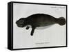 Manatee from Rio Orinoco and Amazonian Manatee (Trichechus Inunguis)-null-Framed Stretched Canvas
